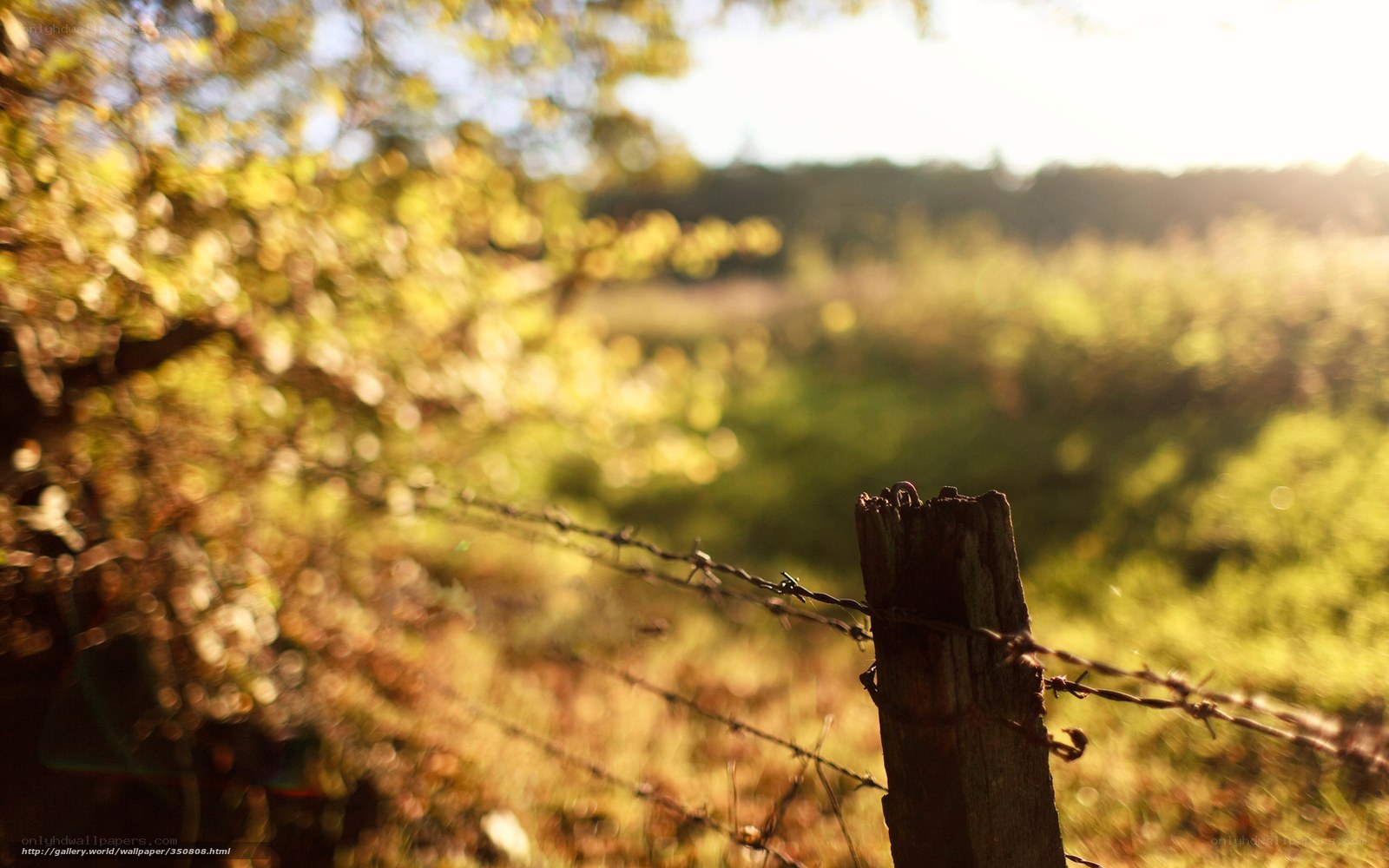 Barbed wire fence in golden light