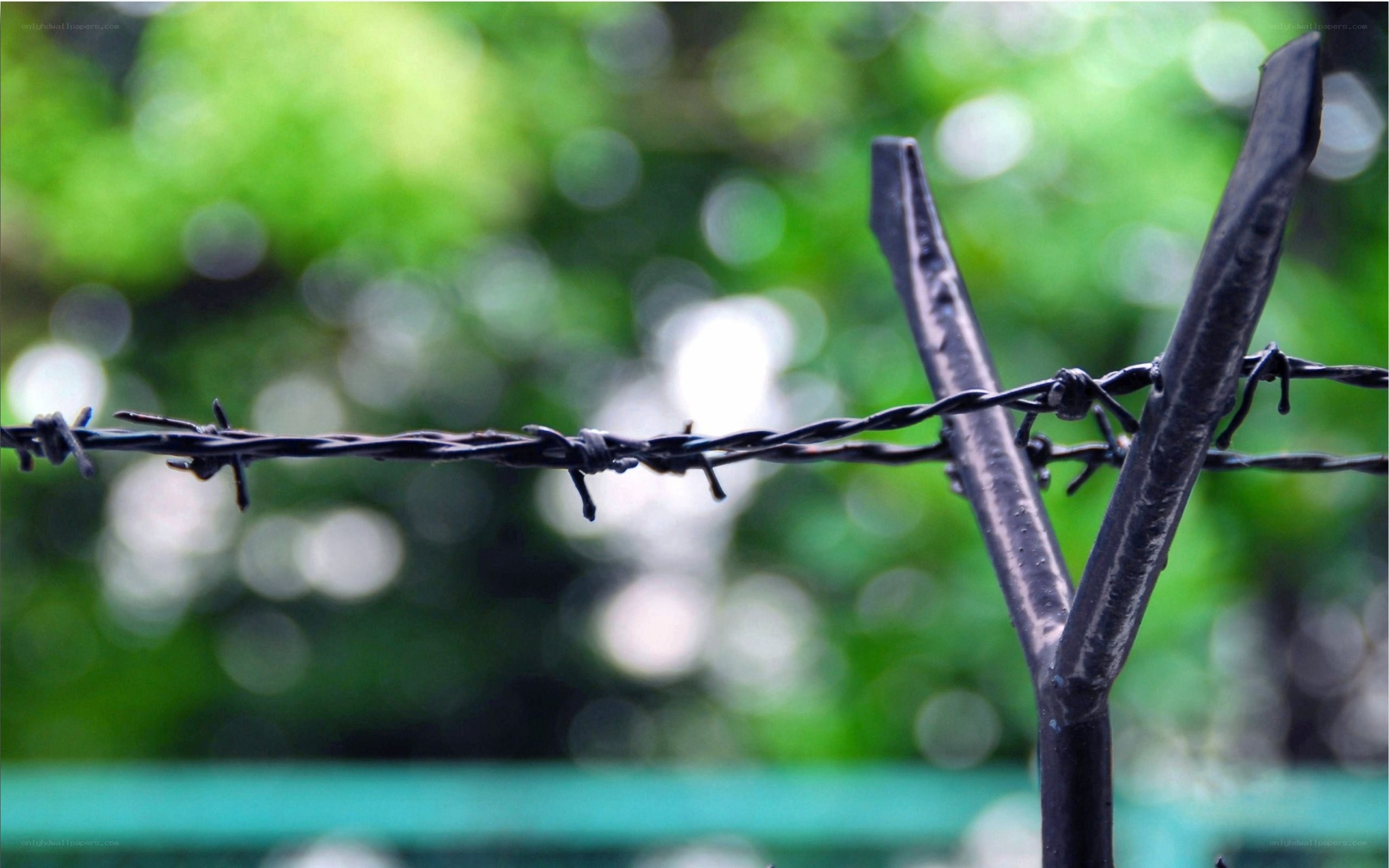 Barbed wire fence in greenery