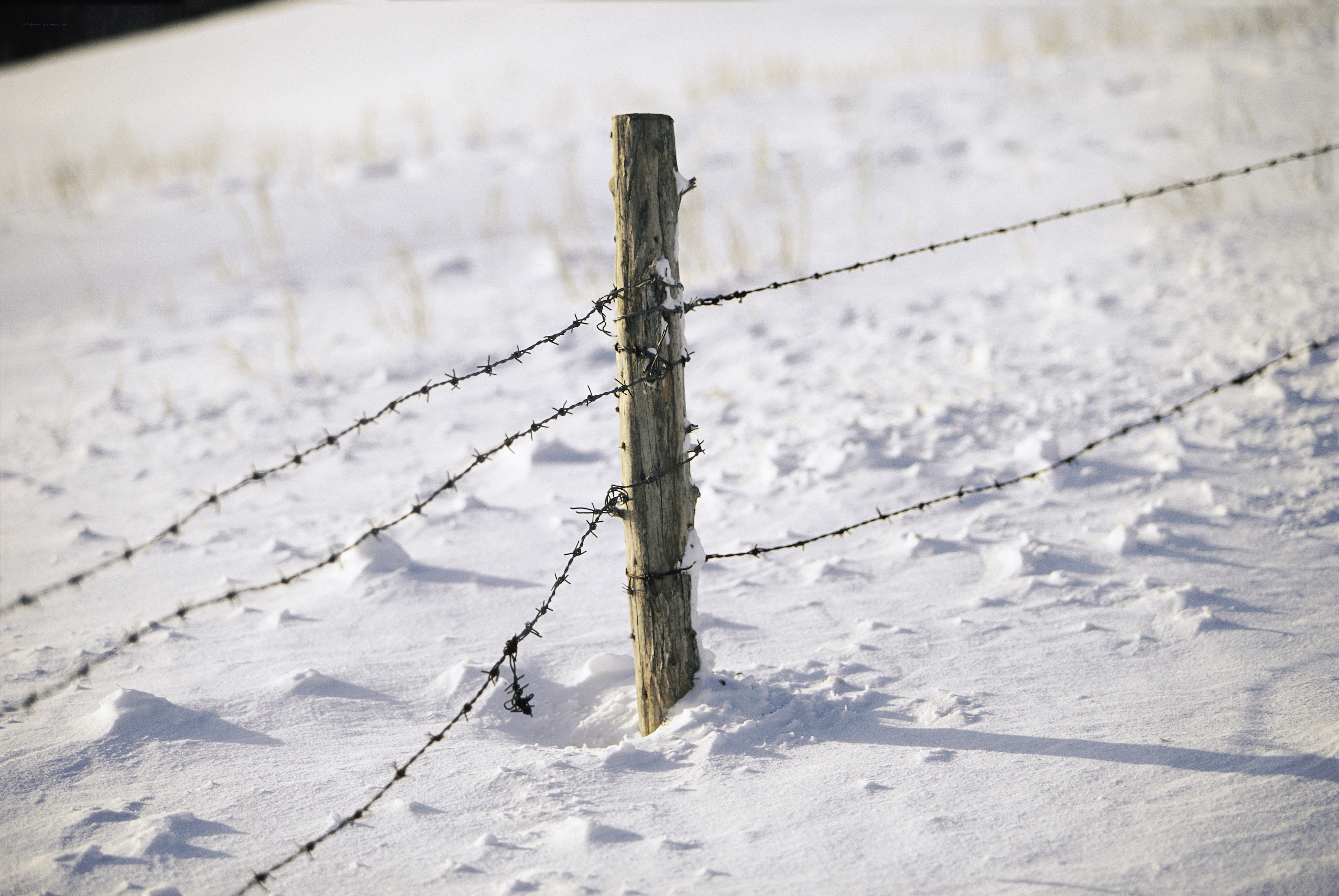 Barbed wire fence in snow