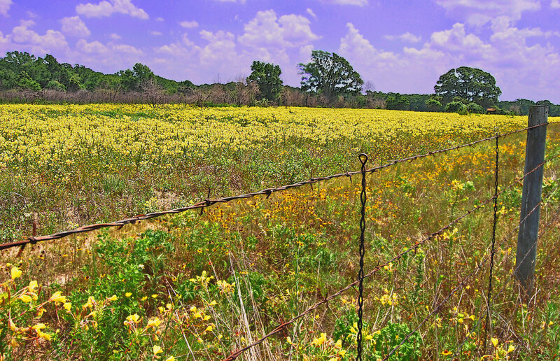Barbed wire fence in yellow field
