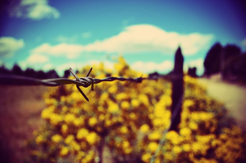 Barbed Wire Fence — Yellow, Serene