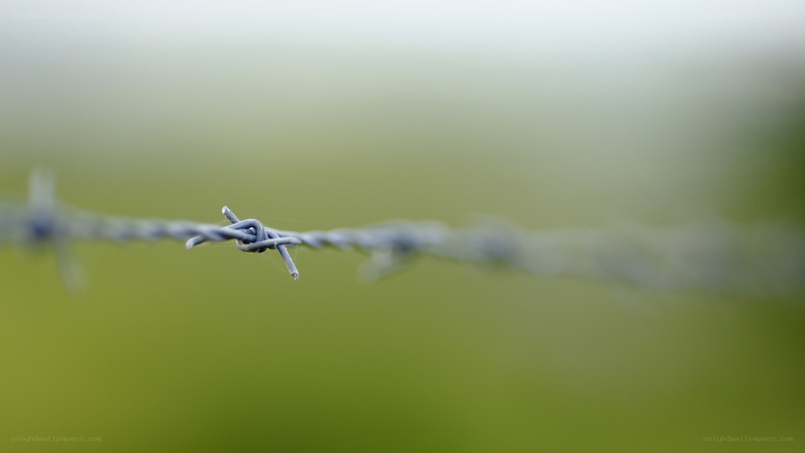 barbed wire in a field