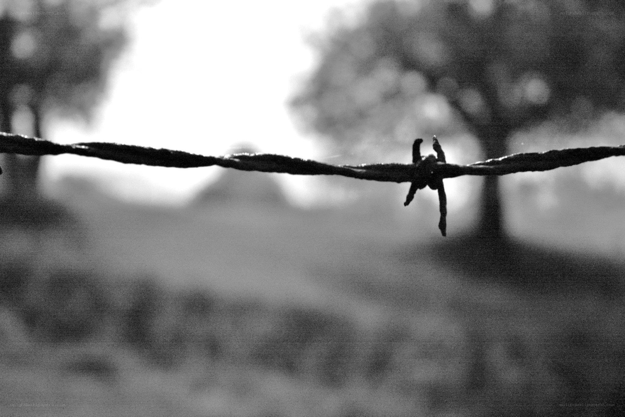 Barbed wire in a rural landscape