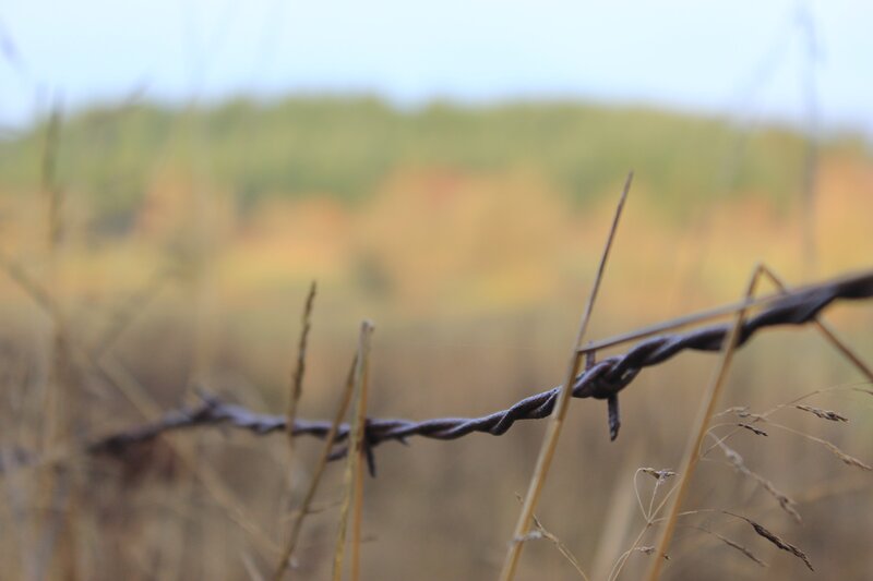 Barbed Wire in Field