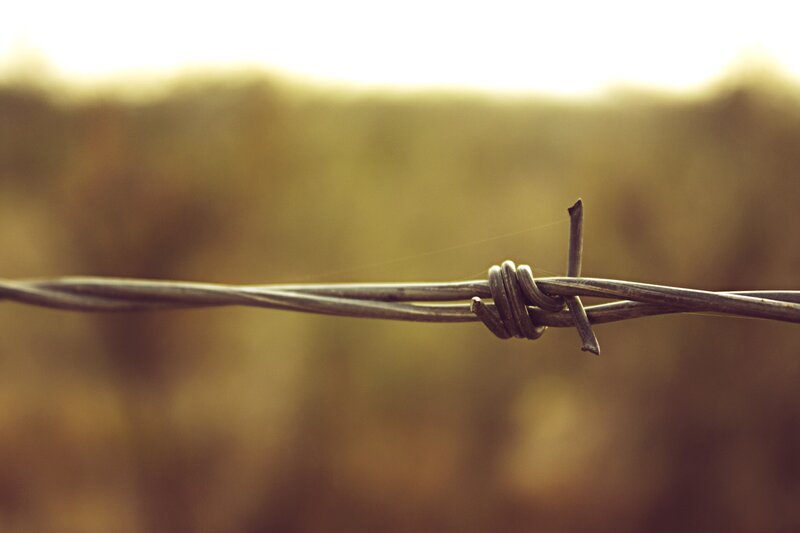 barbed wire in golden light