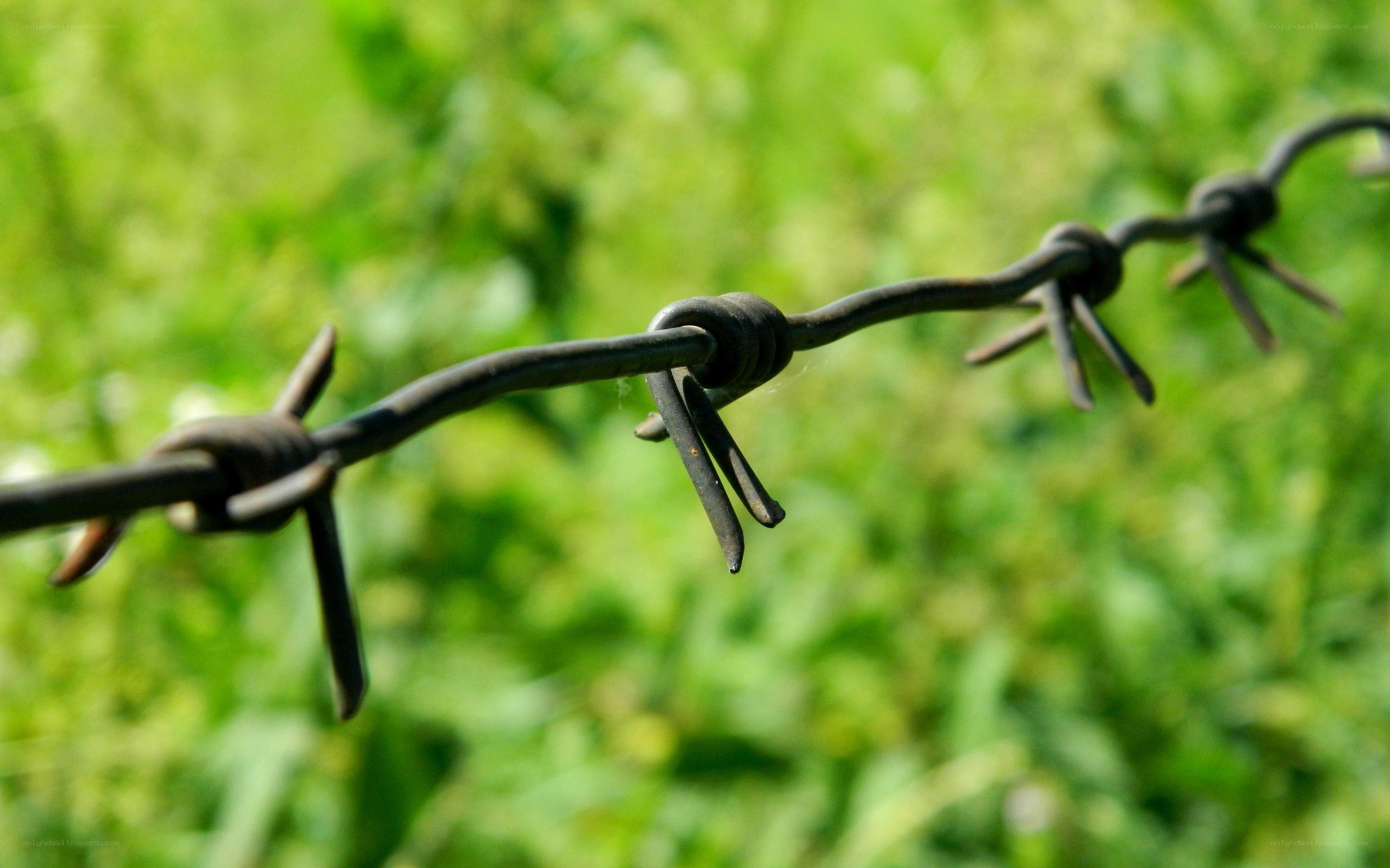 barbed wire in green field
