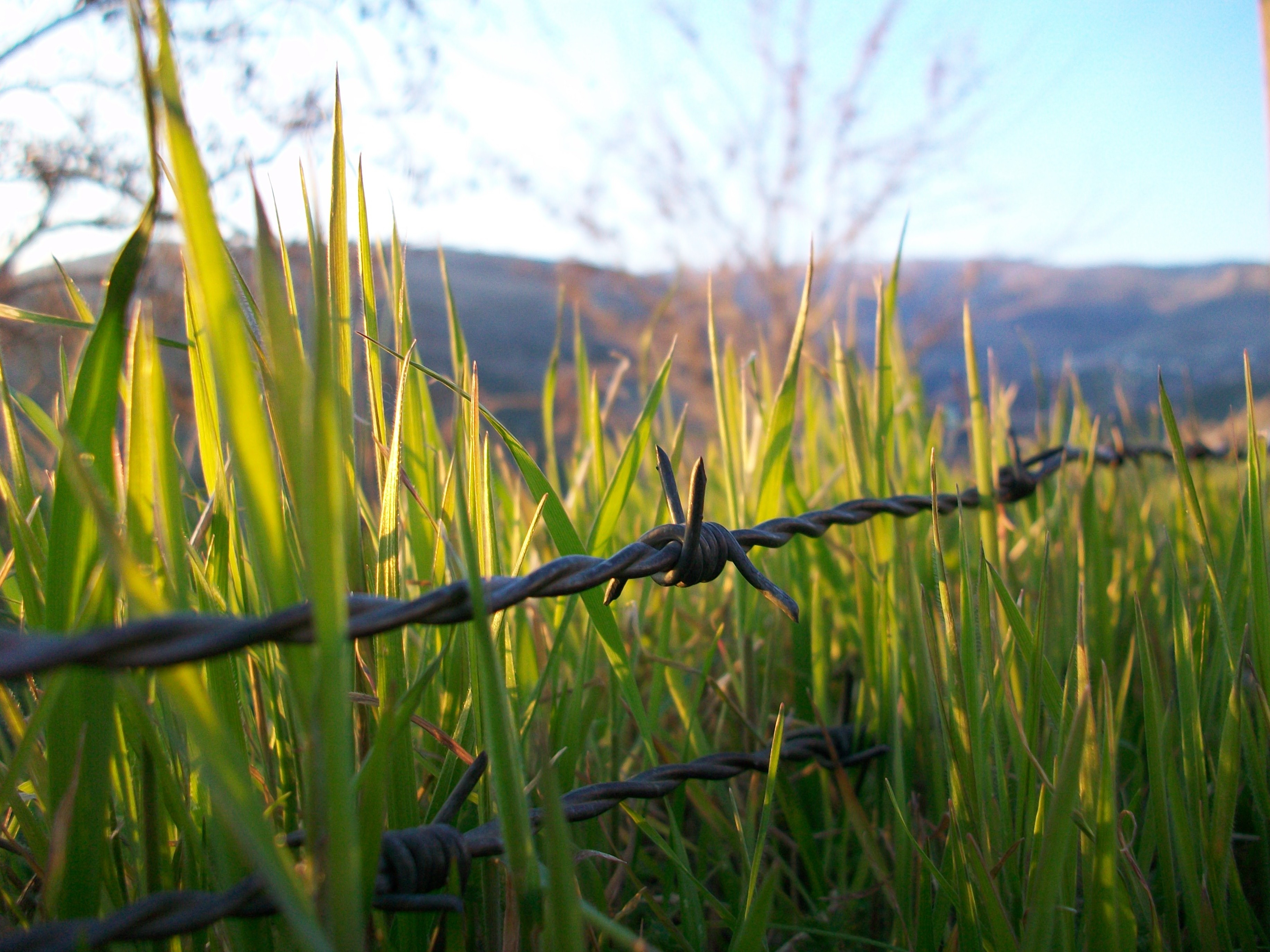 Barbed wire in green grass