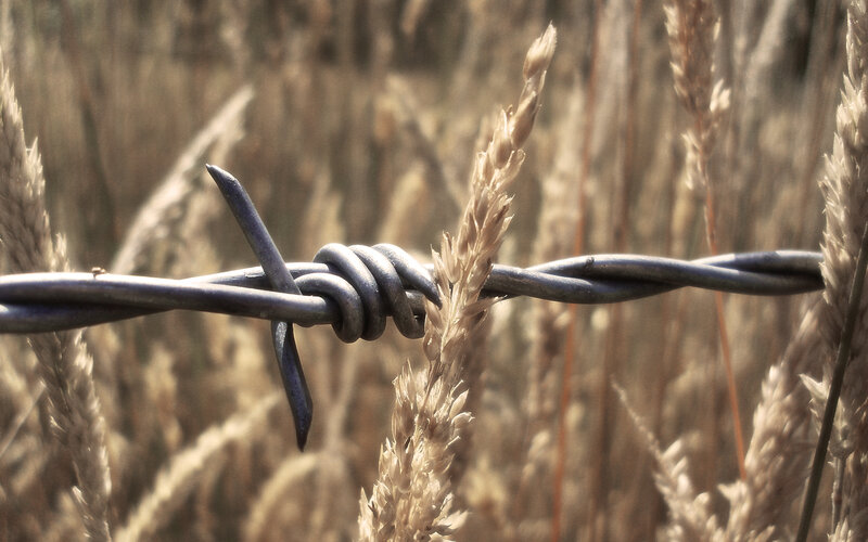 Barbed wire in wheat field