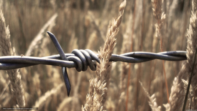 Barbed wire in wheat field