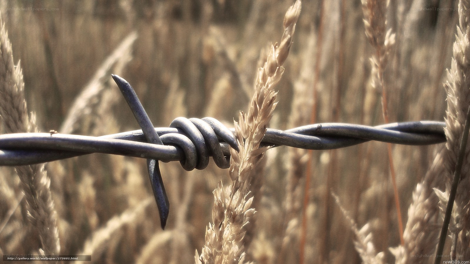 Barbed wire in wheat field