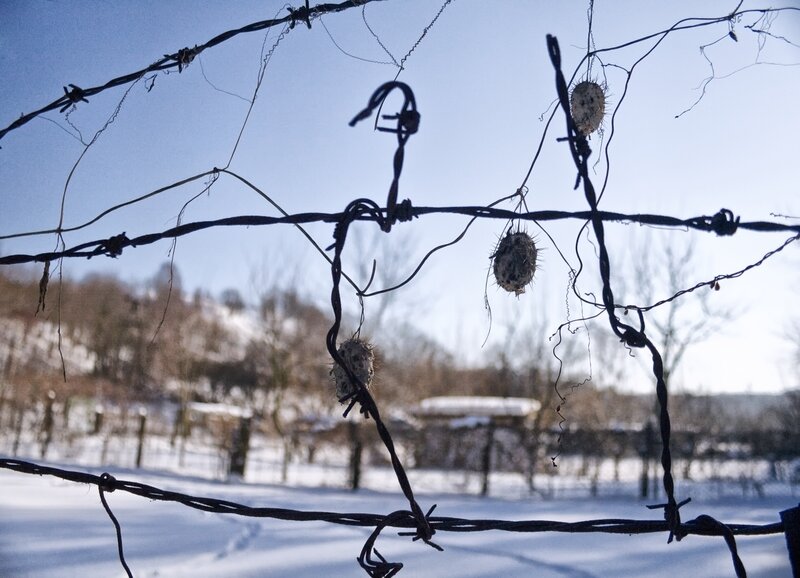 Barbed wire in winter landscape
