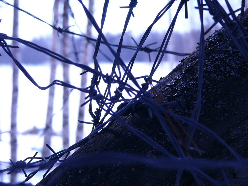 Barbed wire on a tree trunk