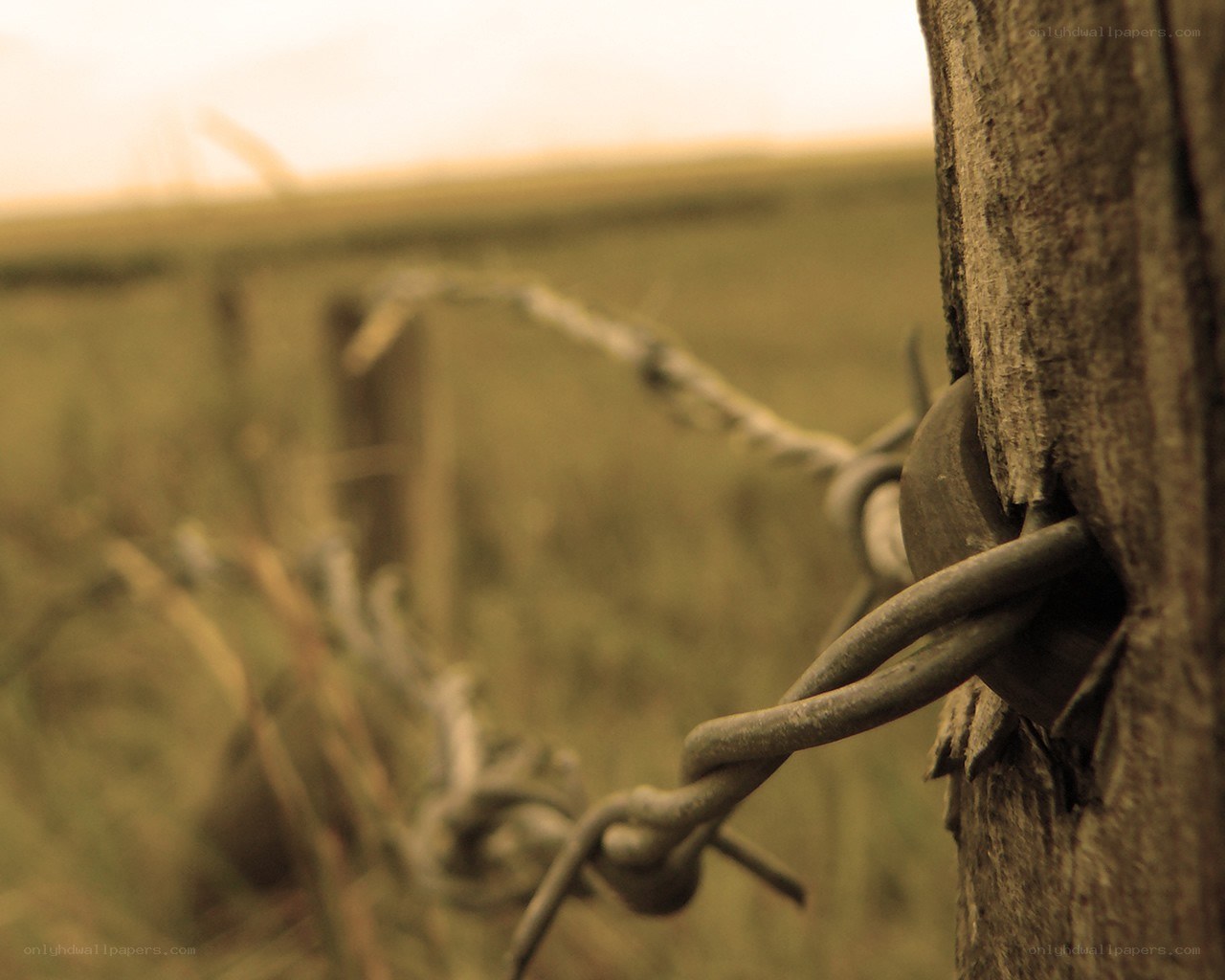 barbed wire on wooden post