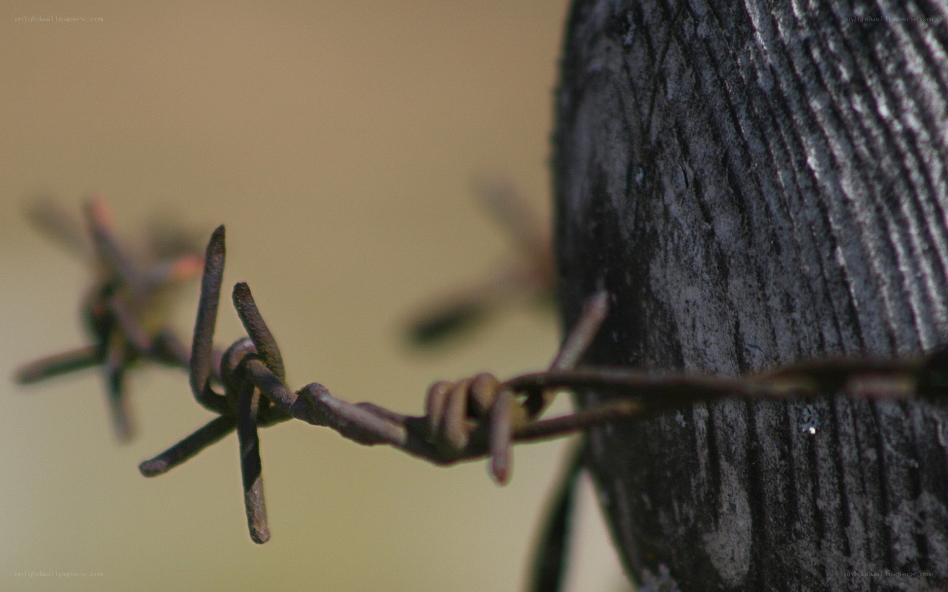 Barbed wire on wooden post