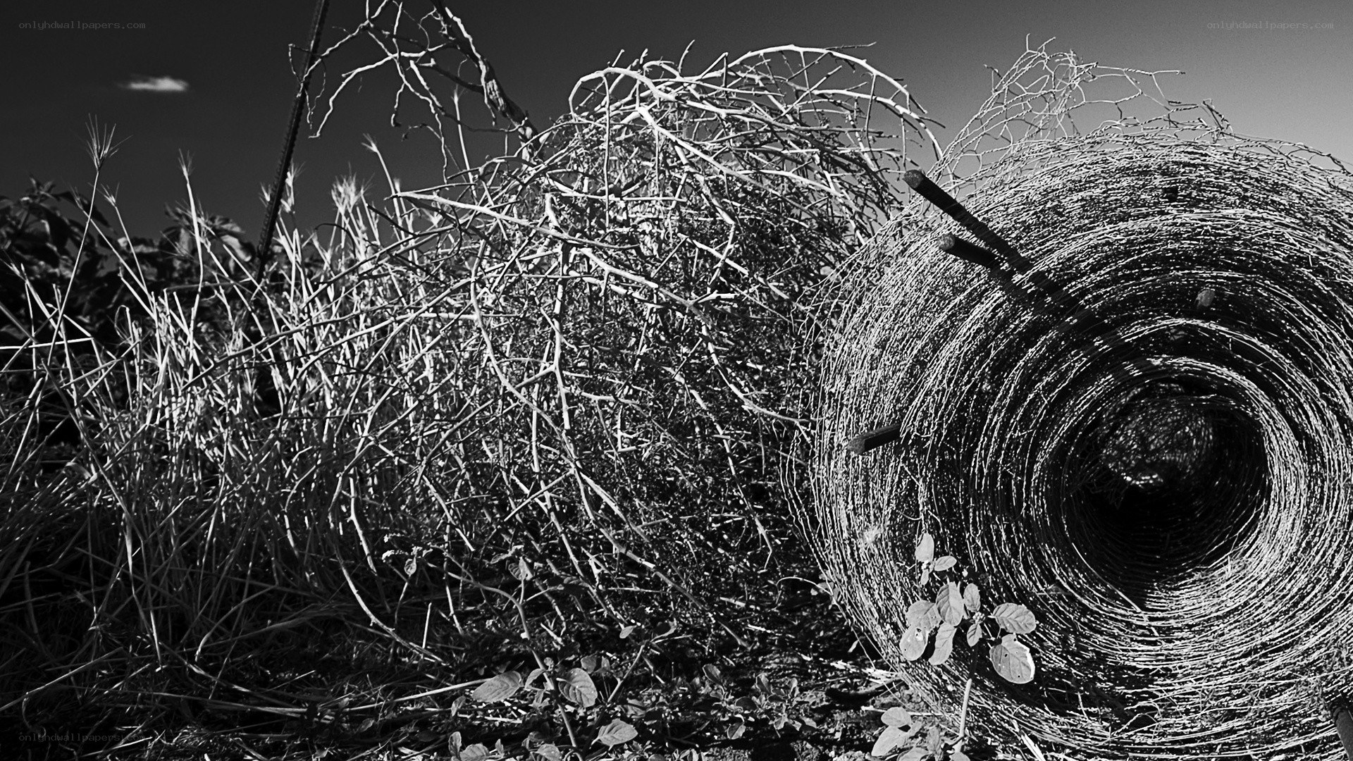 Barbed wire roll in field