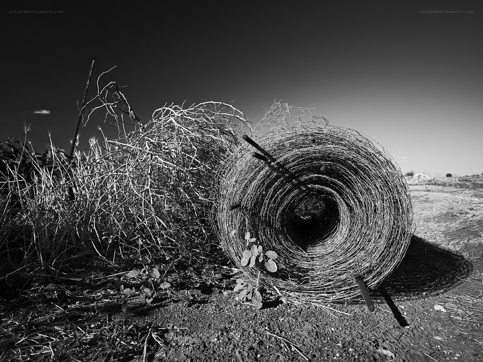 Barbed wire roll in field