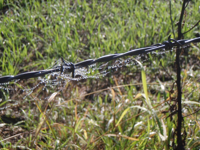 Barbed Wire with Dew