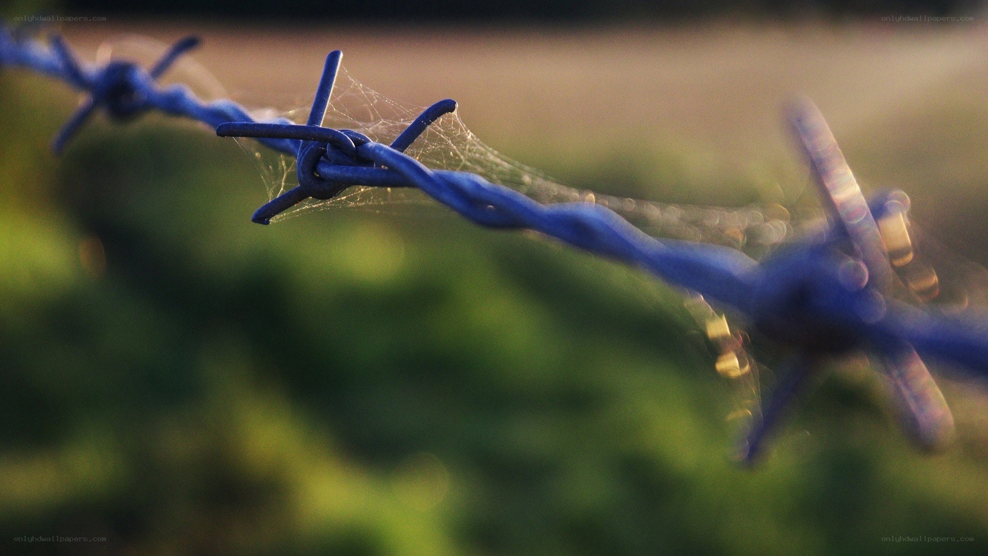 Barbed wire with spiderweb