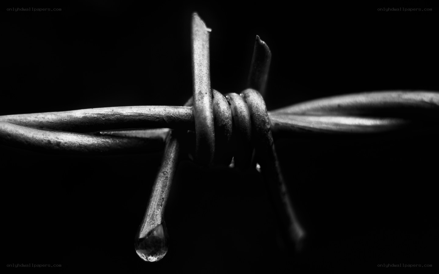 Barbed wire with water droplet