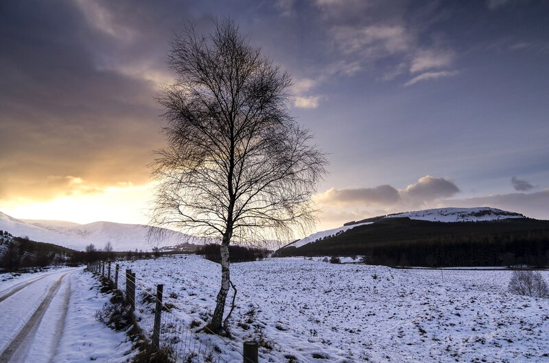Bare Birch Tree in Snow