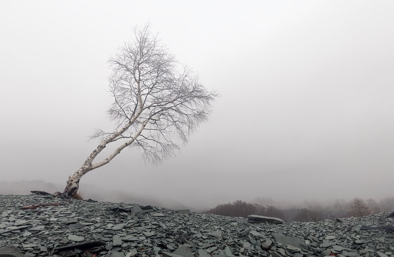 Bare Birch Tree