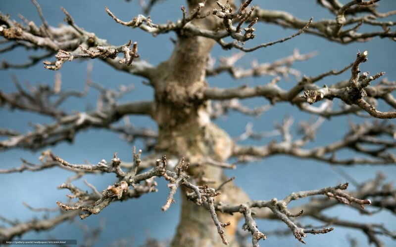 Bare bonsai tree branches