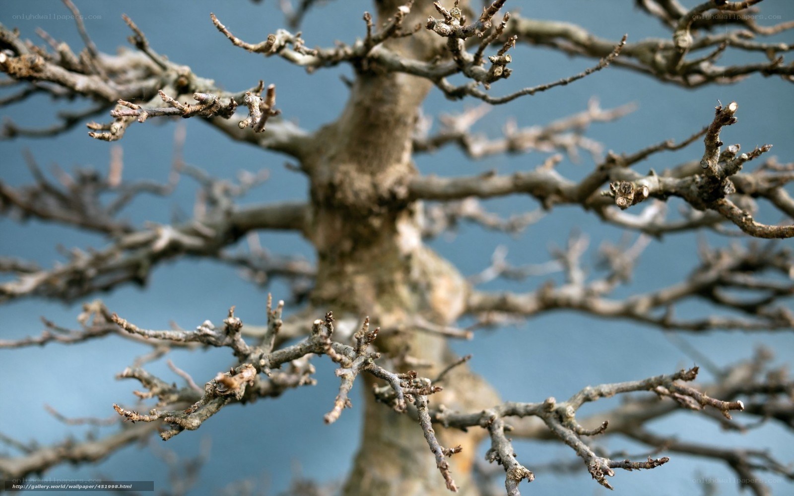 Bare bonsai tree branches
