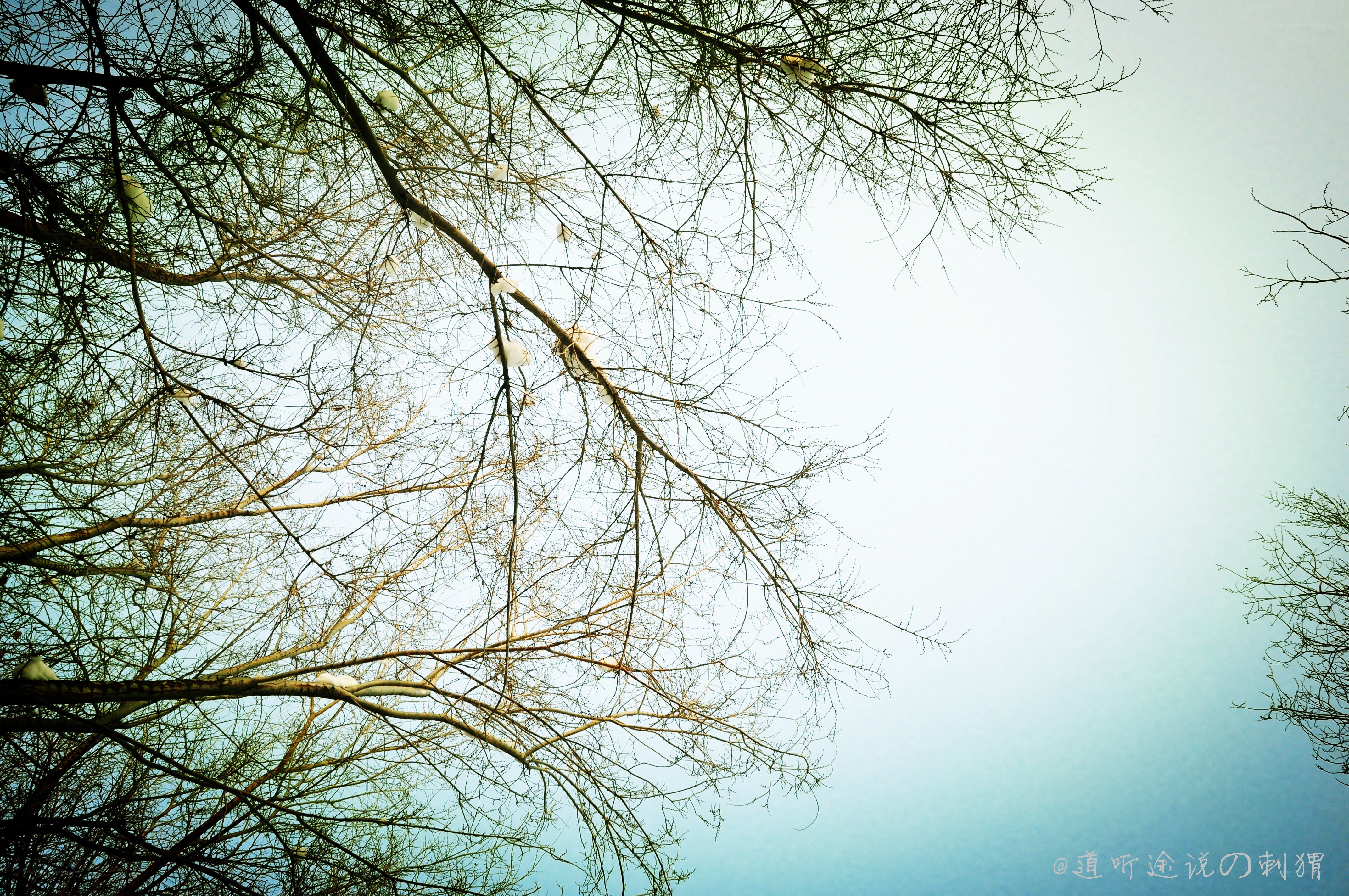 Bare branches against a pale sky