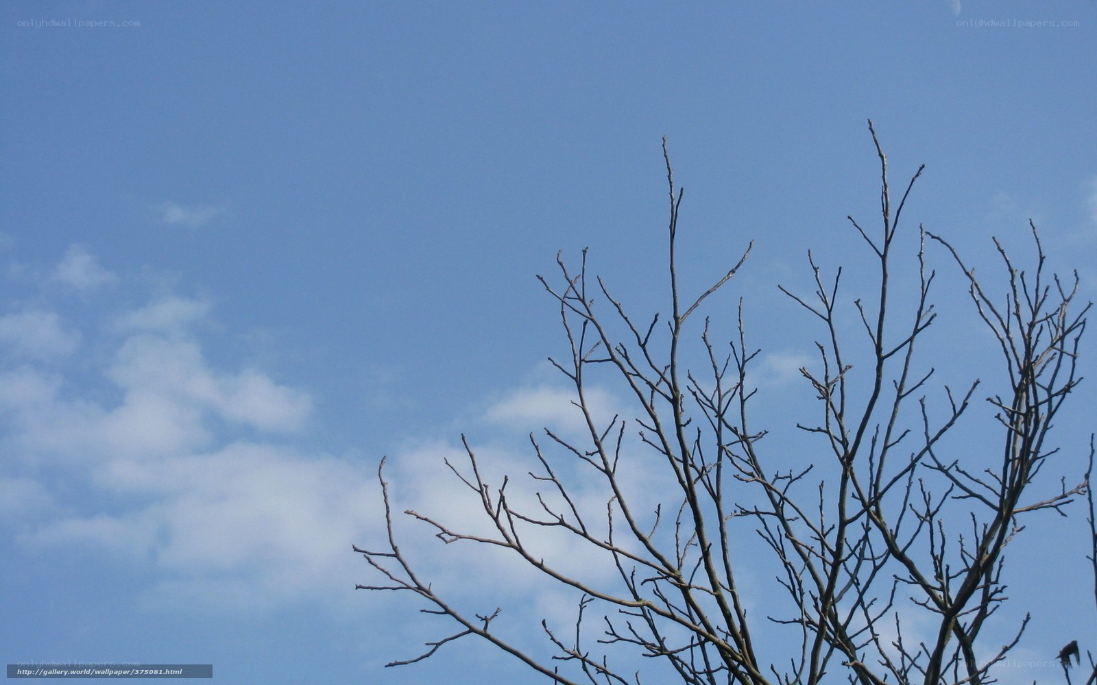 Bare branches against blue sky