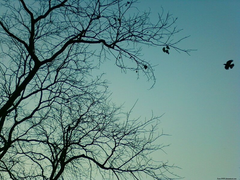 Bare branches against blue sky
