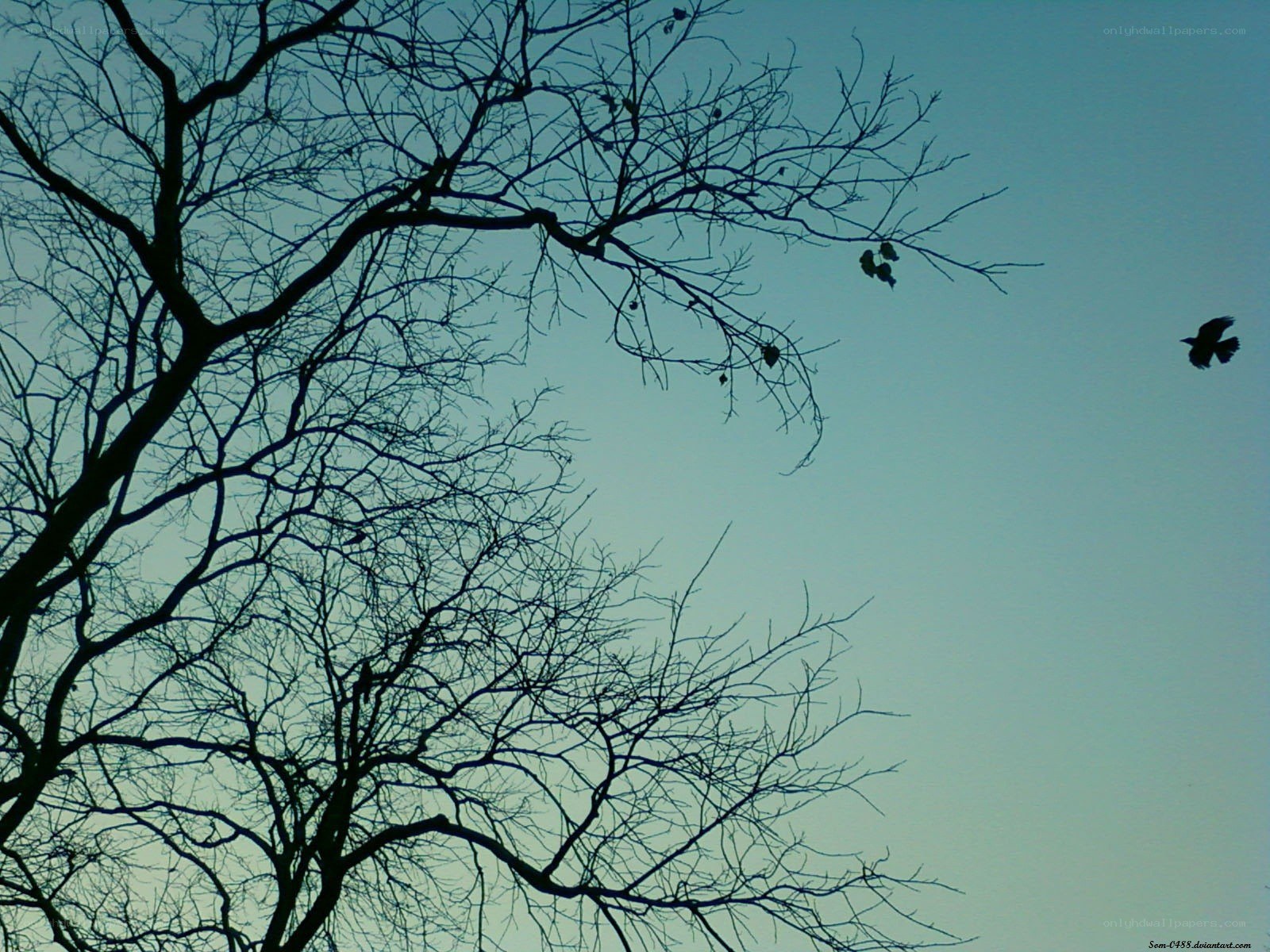 Bare branches against blue sky