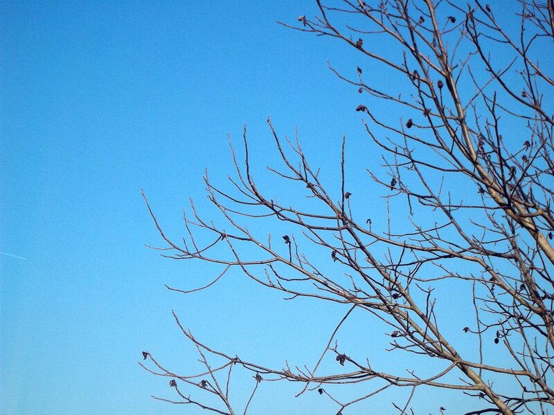 bare branches against blue sky