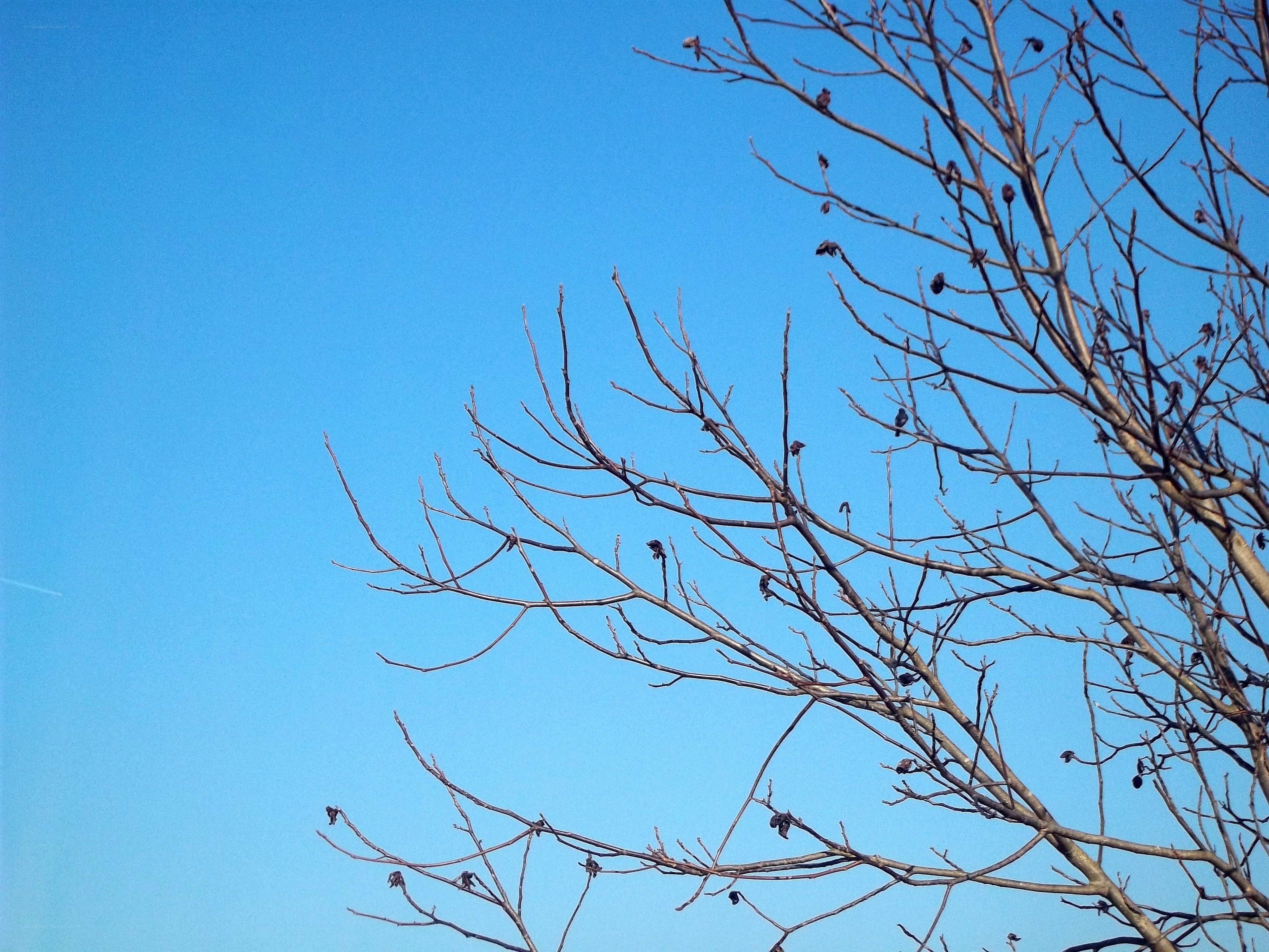 bare branches against blue sky
