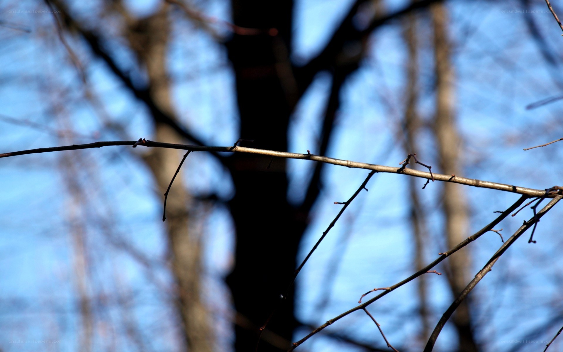 bare branches against blue sky