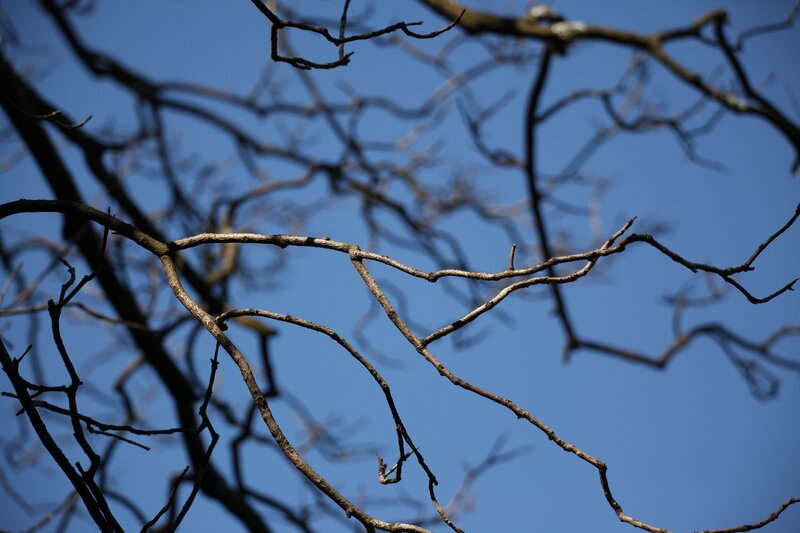 bare branches against blue sky