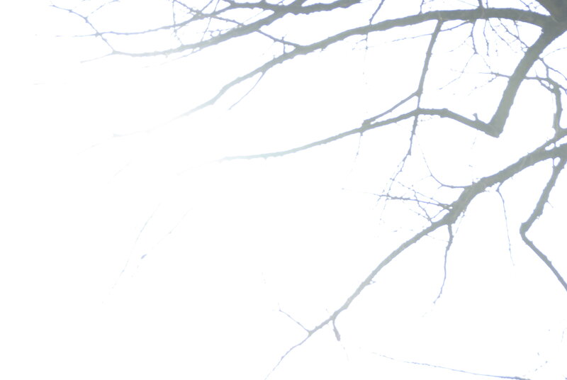 bare branches against bright sky