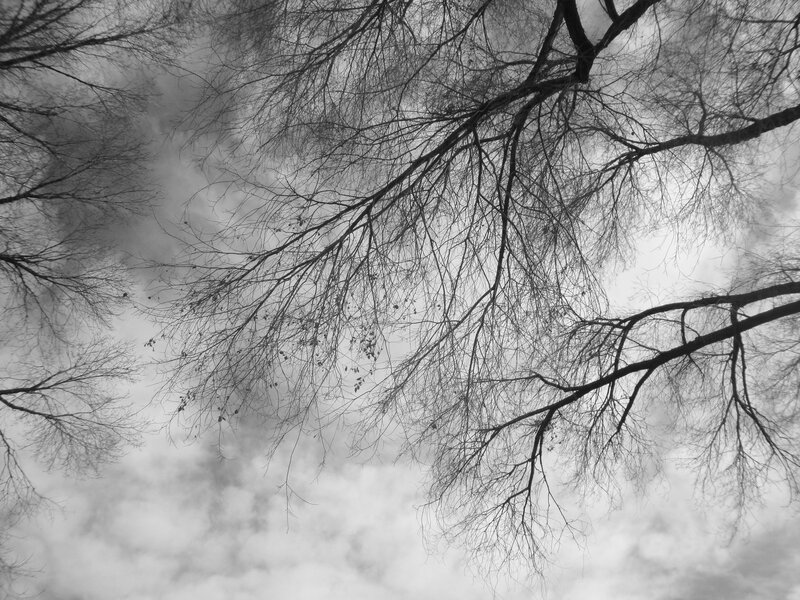 bare branches against cloudy sky