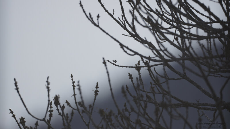 bare branches against gray sky
