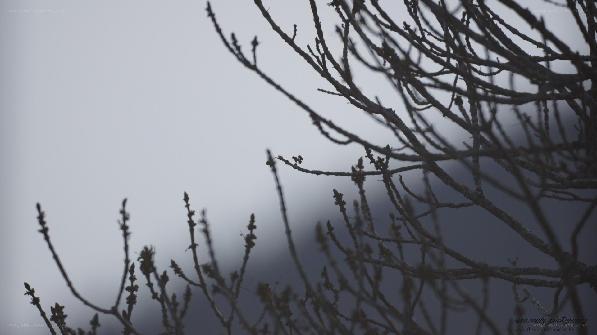 bare branches against gray sky