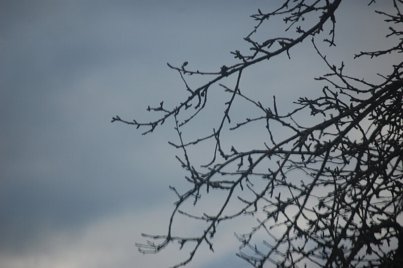 bare branches against gray sky