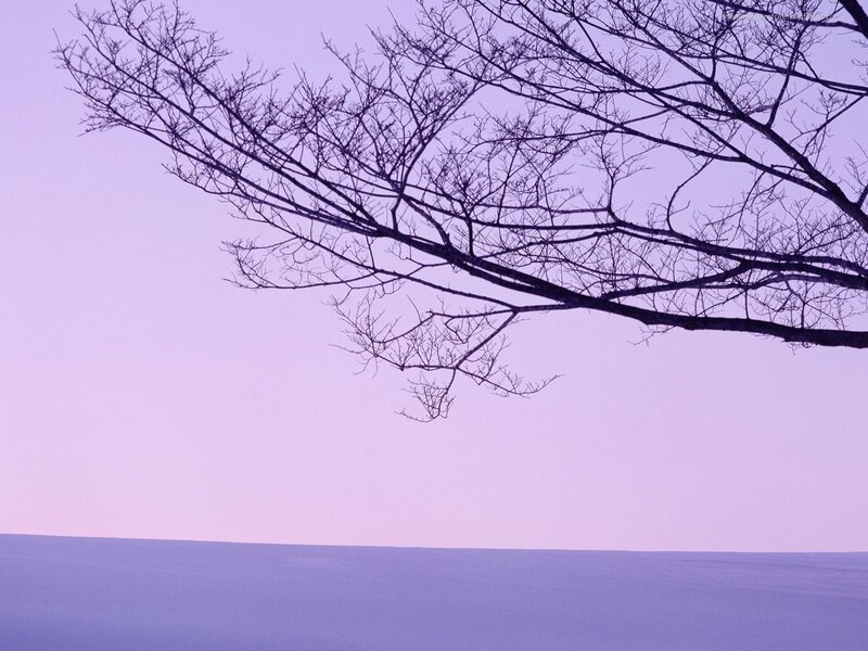Bare branches against purple sky