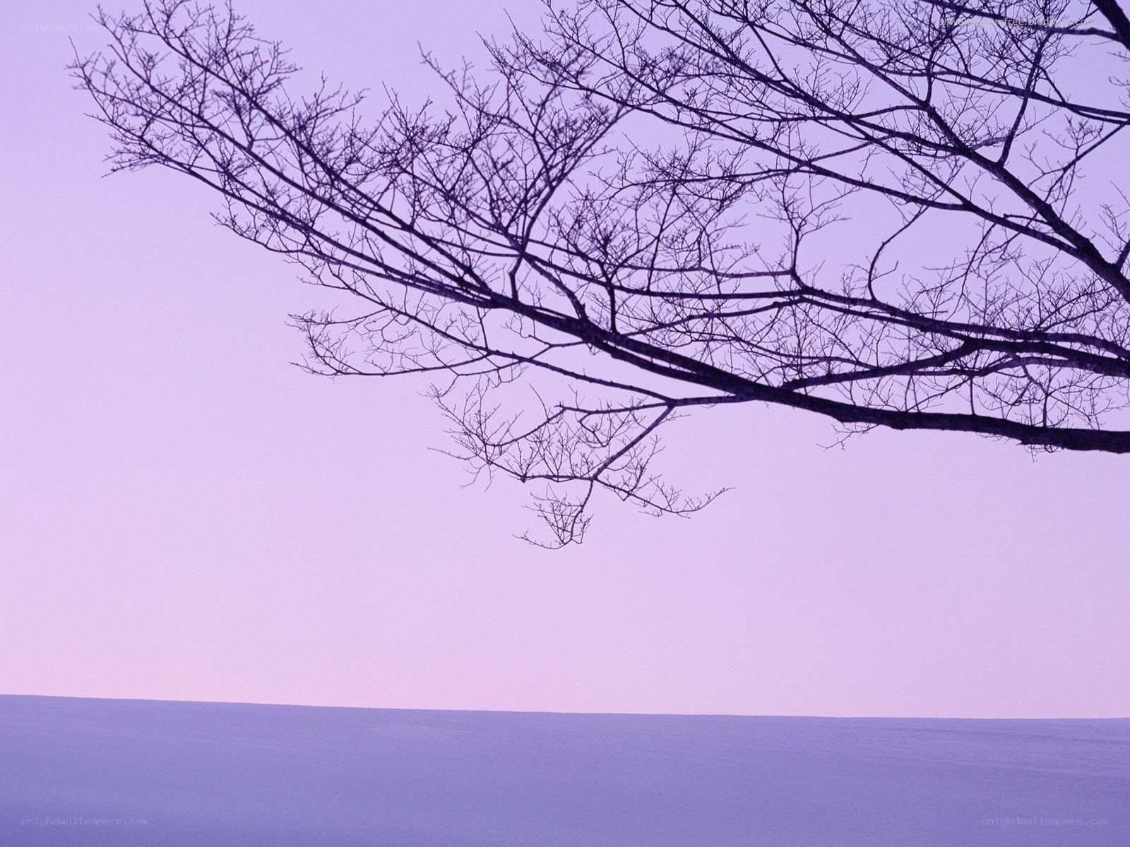 Bare branches against purple sky