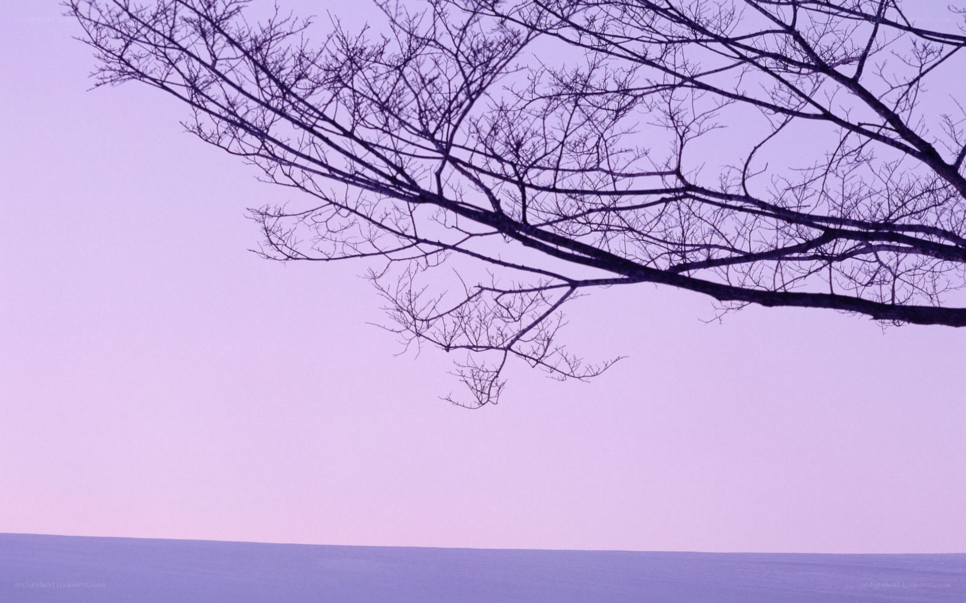 Bare branches against purple sky