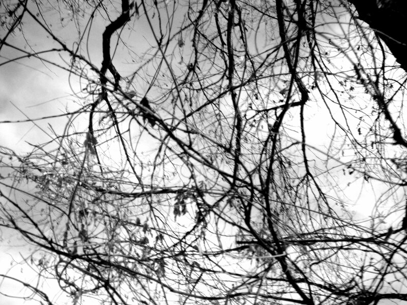 bare branches against sky