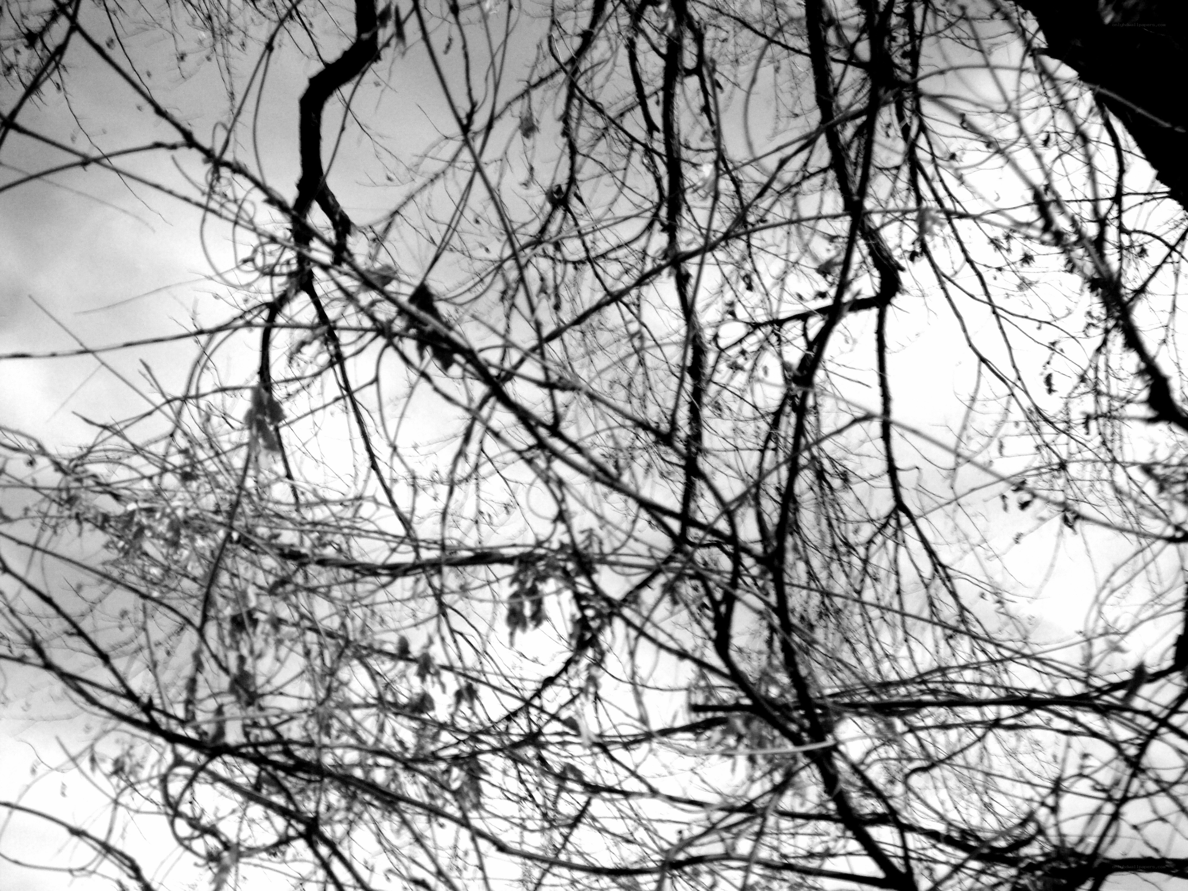 bare branches against sky