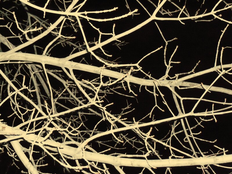 bare branches at night