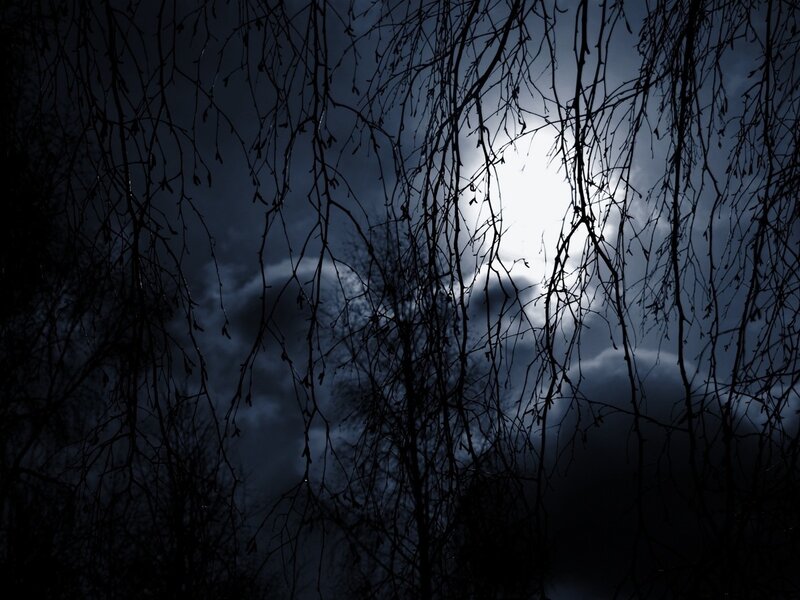 Bare Branches at Night — Black