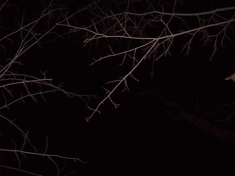 bare branches at night