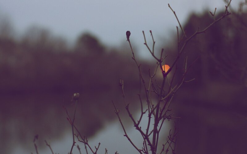 Bare Branches at Sunset — Purple