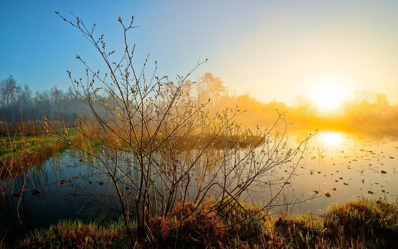 Bare Branches by Pond — Blue